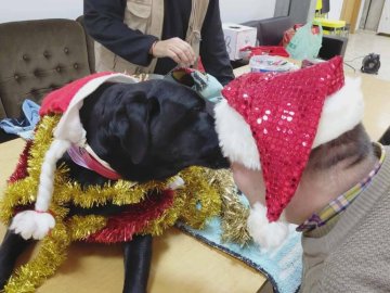 Visitas que alegram os nossos dias... 